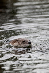 European Otter (Lutra lutra), also known as Eurasian otter, Eura
