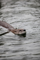 Fototapeta premium European Otter (Lutra lutra), also known as Eurasian otter, Eura