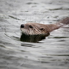 European Otter (Lutra lutra), also known as Eurasian otter, Eura