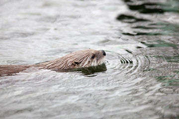 European Otter (Lutra lutra), also known as Eurasian otter, Eura