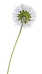 Daisy - Bellis perennis