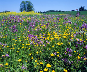 Fototapeta premium Blumenwiese_212293