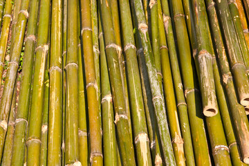 Grenn bamboo pattern texture horizon