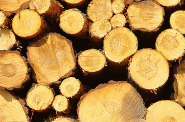 Holzstapel - stack of wood 33