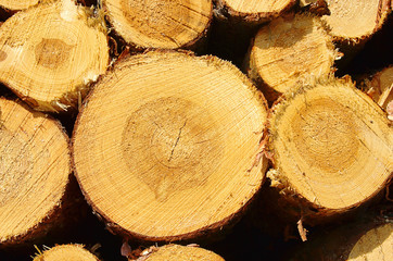 Naklejka premium Holzstapel - stack of wood 36