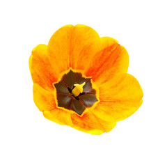 Flower yellow-red tulips close up