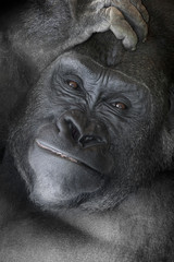 Gorilla _mg_6086