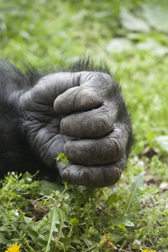 Gorilla Hand _MG_6076