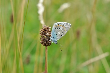 błękitny motyl © agnieszkalll