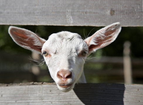 wei&szlig;e Edelziegen 21