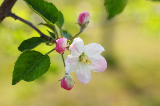 リンゴの花