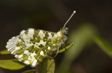 Anthocharis cardamines