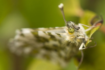 Anthocharis cardamines