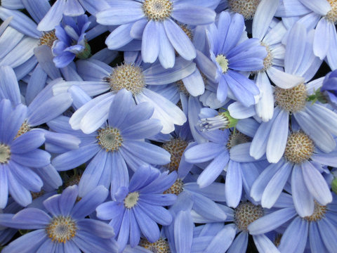 Fototapeta light blue flowers