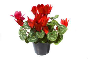 cyclamen