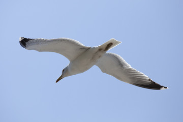 mouette