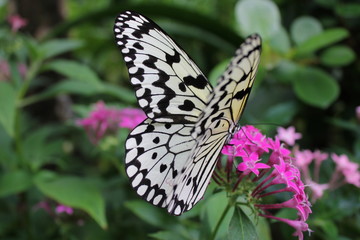 オオゴマダラチョウ