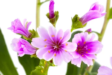 Voilages Macro Fleur