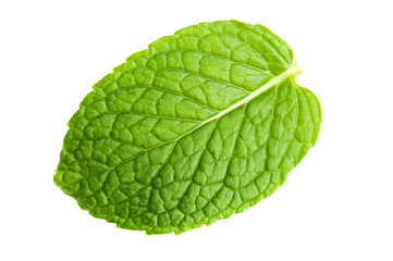 Mint leaf