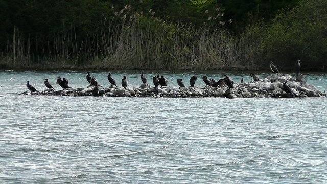 Kormoran - Phalacrocorax carbo