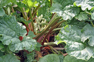 growing rhubarb