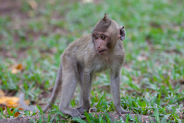 Маленькая обезьяна стоит не четырех лапах.