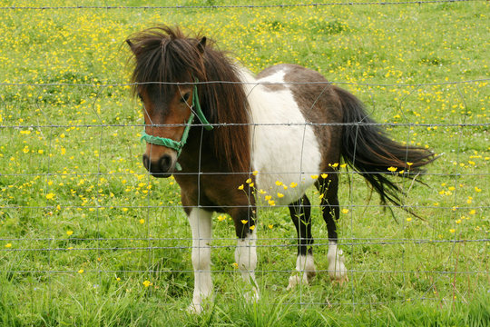 Un poney dans un champ cl&ocirc;tur&eacute;