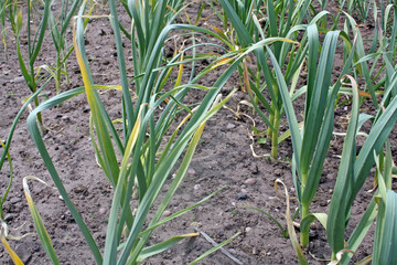 Obraz premium growing onions