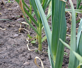 growing onions