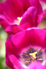 Tulpen,pink