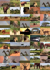 Fototapeta na wymiar Kenia Safari collage