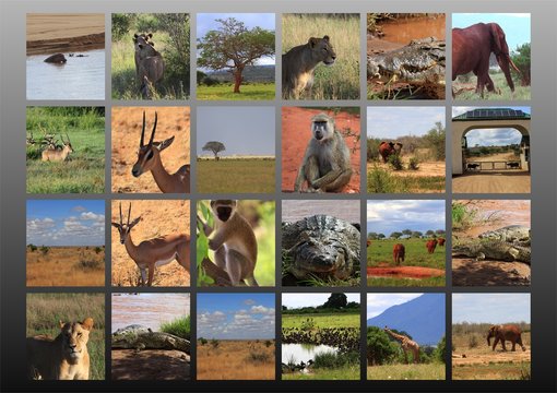 kenya safari collage