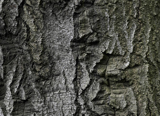 tree bark