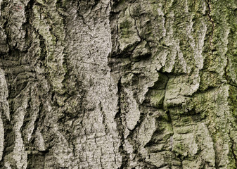 tree bark