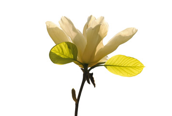 Magnolia flower