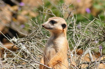 Erdmännchen auf Wachposten