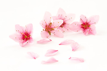 Fototapeta na wymiar Różowe kwiaty brzoskwini