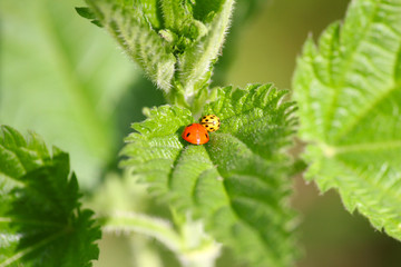red and yellow ladybug