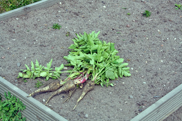 harvested parsnips