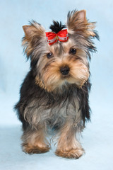 Yorkshire terrier puppy on blue