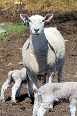 Fototapeta premium Sheep (Ewe and Lamb)
