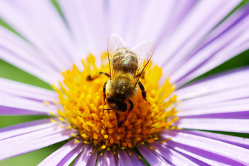 flower and bee