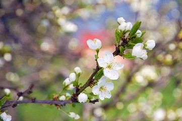 Plum blossom