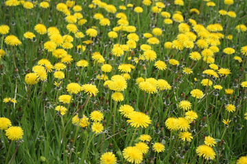 The field of flowering yellow dandelion