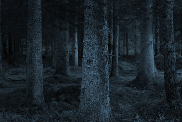 Obraz premium blue forest