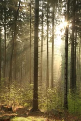 Fotobehang Rising sun enters the coniferous forest on foggy weather © Aniszewski