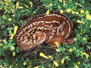 Deer sleeping