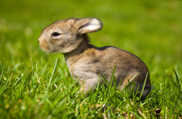 gray bunny in green grass