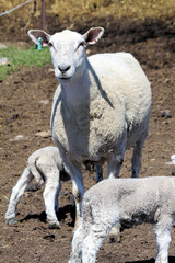 Obraz premium Sheep (Ewe and Lamb)