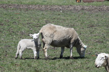 Obraz premium Sheep (Ewe and Lamb)